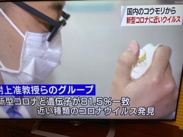 コウモリ コロナ