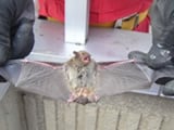 コウモリの生態