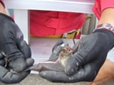 コウモリの生態