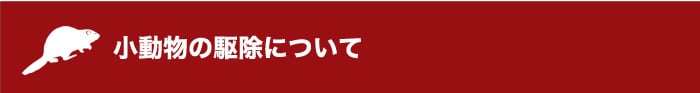 小動物の駆除について