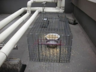捕獲