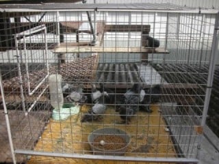 捕獲