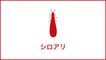 シロアリ