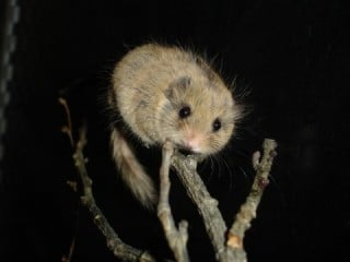 ネズミによる被害の原因・被害例 ネズミによる被害の原因・被害例