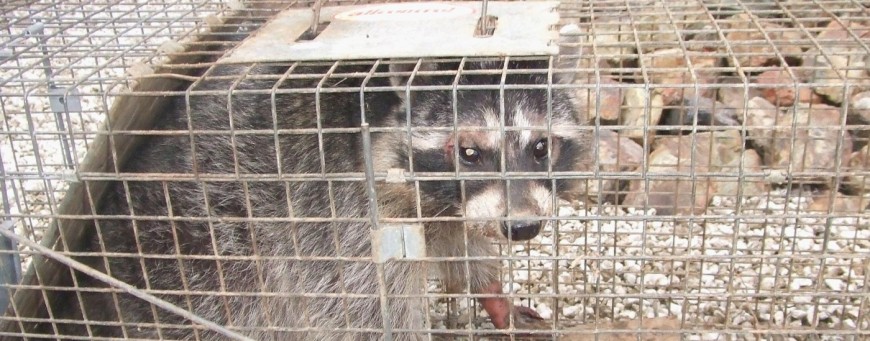 イタチ・アライグマ等駆除