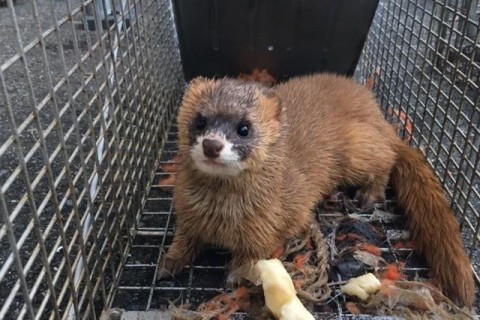イタチ