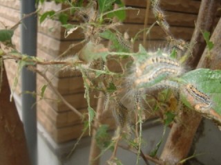 自分でできる対策について