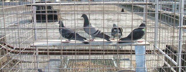 鳥害対策